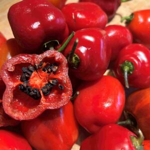 Karvane paprika 'Costa Rica'