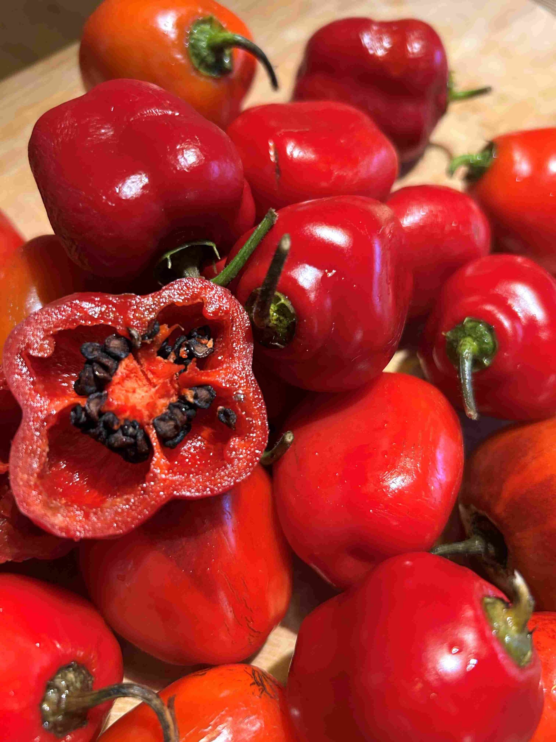 Karvane paprika 'Costa Rica'