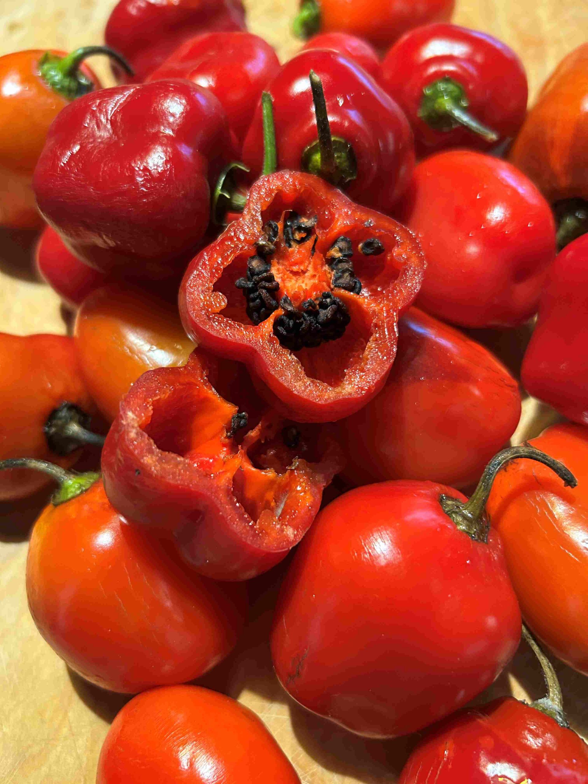 Karvane paprika 'Costa Rica' - Image 6