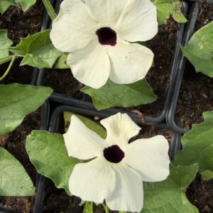 Tiivuline tunbergia 'Halo'