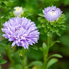 Hiina aedaster  Standy 'Light Blue'