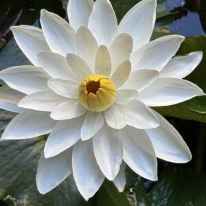 Lõhnav vesiroos 'Alba'