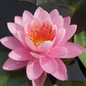 Vesiroos 'Firecrest'