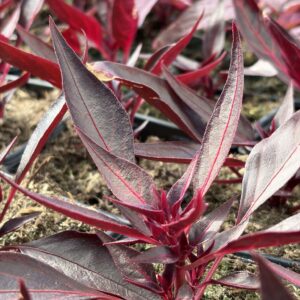 Süst-verilehik 'Bailly'