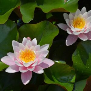 Vesiroos 'Marliacea Rosea'