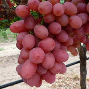 Viinapuu 'Reliance pink seedless'