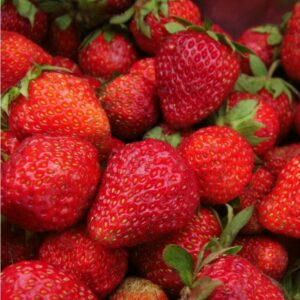 Aedmaasikas 'Sonata'