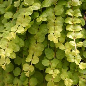 Roomav metsvits 'Goldilocks'