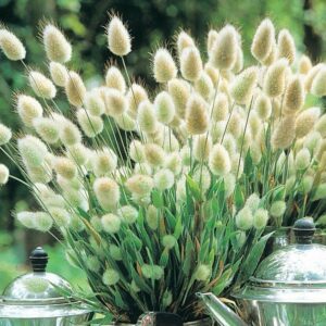 Jänesesaba 'Bunny Tails'