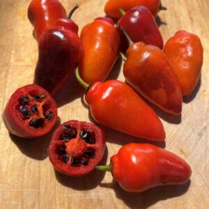 Karvane paprika 'Large Gross'