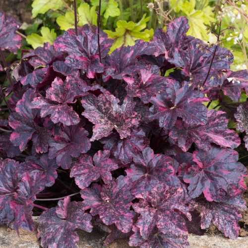Helmikpööris 'Midnight Rose'