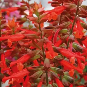 Hübriidsalvei 'Selma Salmon'