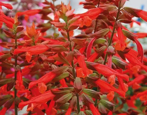 Hübriidsalvei 'Selma Salmon'