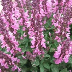 Oivaline salvei 'Edula Rose'