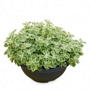 Lamav käokuld 'Variegata'