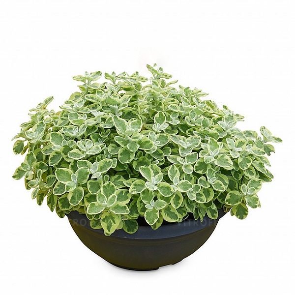 Lamav käokuld 'Variegata'