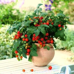Tomat 'Balconi Red'