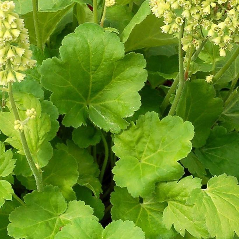 Helmikpööris 'Blondie in Lime'