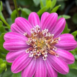 Eckloni kuldlill 'Double Pink'