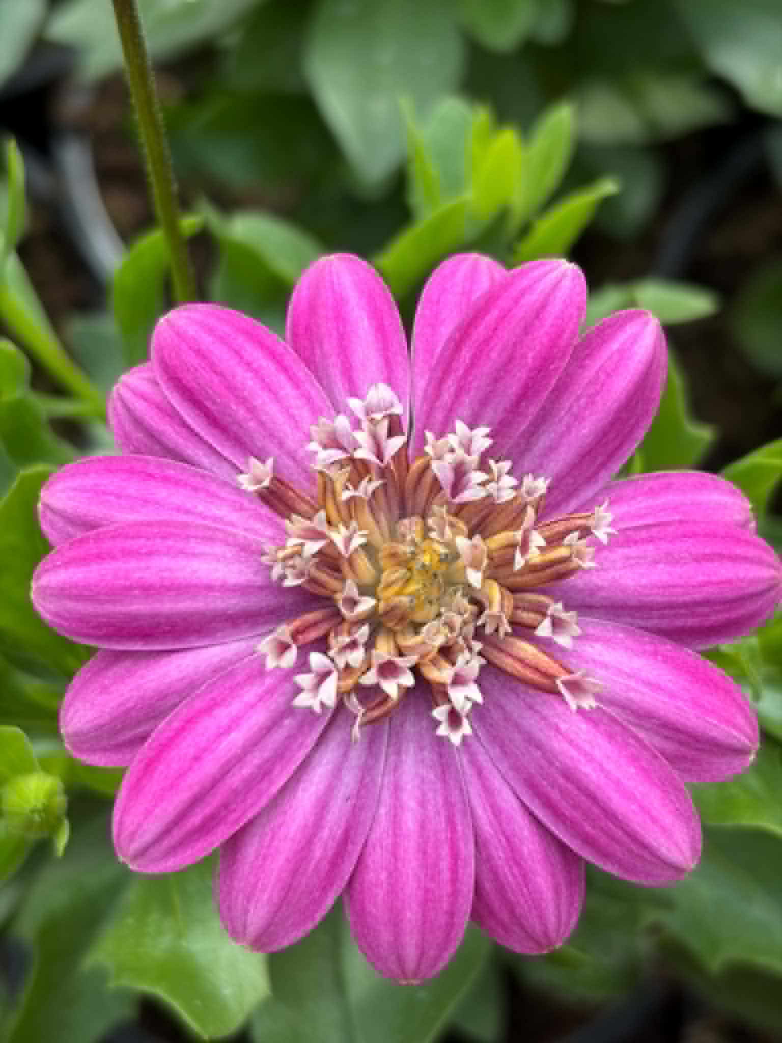 Eckloni kuldlill 'Double Pink'
