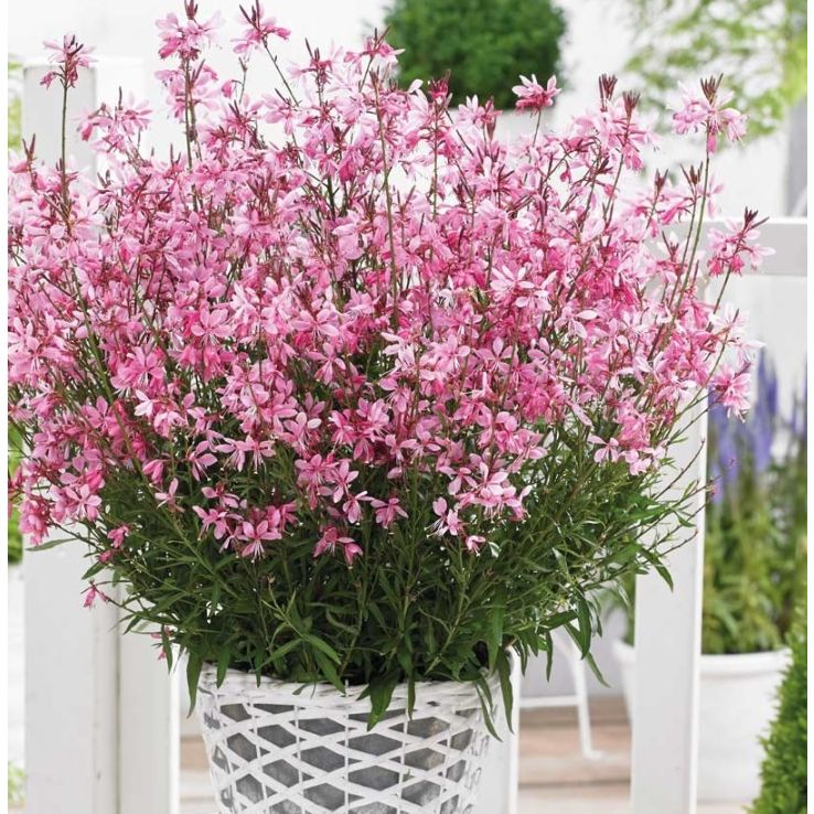 Harilik kalevikepp 'Rose' - Image 2