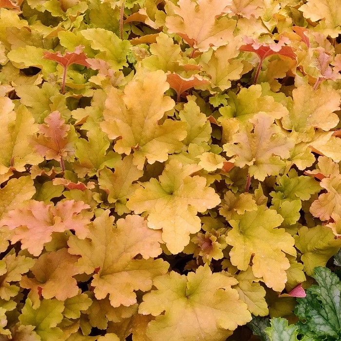 Helmikpööris 'Marmalade'