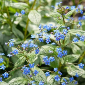 Suurelehine brunnera 'Jack Frost'