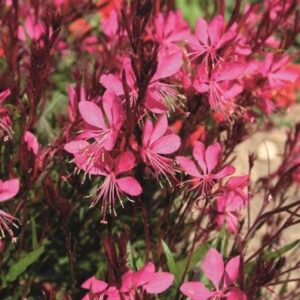 Harilik kalevikepp 'Rose'