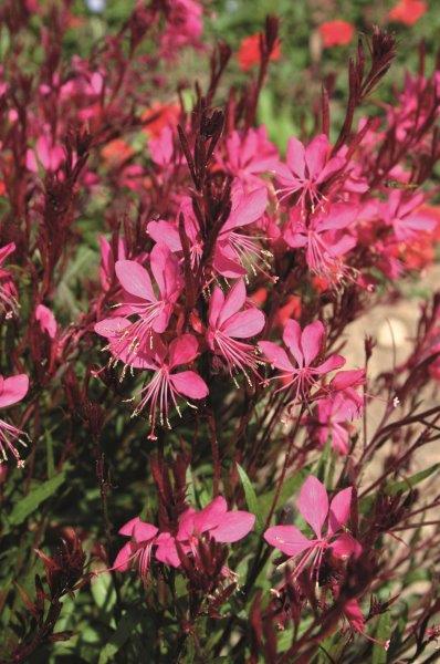 Harilik kalevikepp 'Rose'