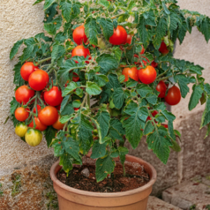 Tomat 'Rotkäppchen'