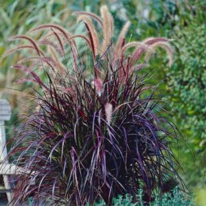 Harjas hiidhirss 'Rubrum'