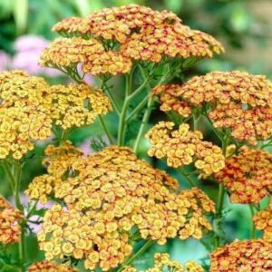 Harilik raudrohi 'Tricolor'